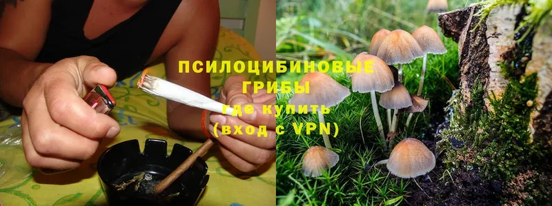 Псилоцибиновые грибы Cubensis  Новочебоксарск 